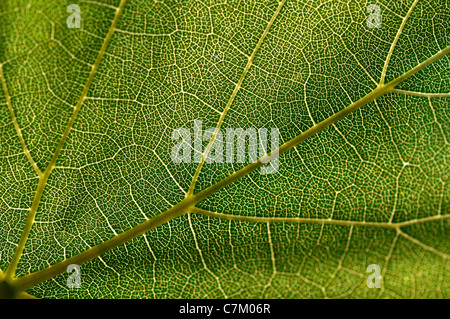 Weinblatt Textur Stockfoto