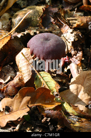 Amethyst Betrüger Pilz Lacktrichterling Amethystina, Hydnangiaceae. Stockfoto