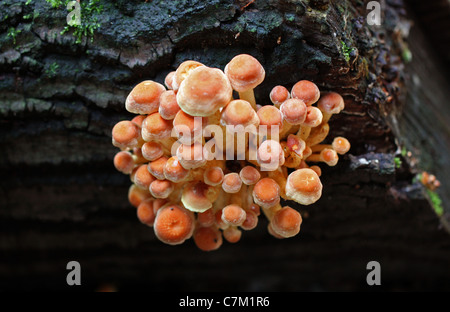 Ziegelroten Schwefelköpfen Pilz oder Ziegel Büschel Schwefelköpfen, Grünblättriger Sublateritium, Strophariaceae Stockfoto