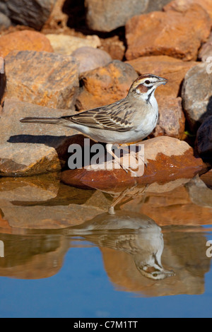 Lerche Spatz Chondestes Grammacus Amado, Santa Cruz County, Arizona, USA 16 April Erwachsenen Emberizidae Stockfoto