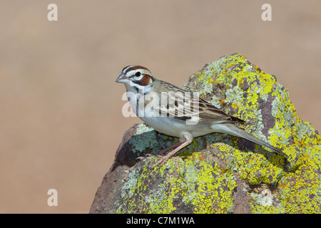 Lerche Spatz Chondestes Grammacus Amado, Santa Cruz County, Arizona, USA 16 April Erwachsenen Emberizidae Stockfoto