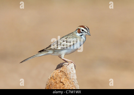 Lerche Spatz Chondestes Grammacus Amado, Santa Cruz County, Arizona, USA 16 April Erwachsenen Emberizidae Stockfoto