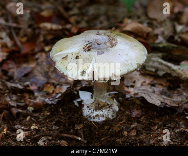 Deathcap Pilz, Amanita Phalloides, Amanitaceae. In Buche-Wurf, Whippendell Wald, Hertfordshire. Sehr giftig. Stockfoto