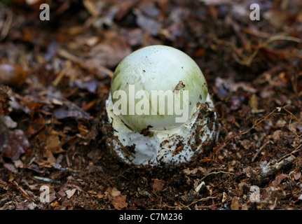 Deathcap Pilz, Amanita Phalloides, Amanitaceae. In Buche-Wurf, Whippendell Wald, Hertfordshire. Sehr giftig. Stockfoto