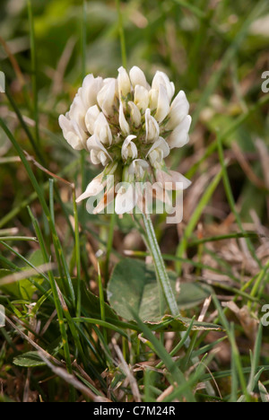 Nahaufnahme der Blüte weiß-Klee (Trifolium Repens) Stockfoto