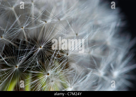 Nahaufnahme von Löwenzahn Samen Kopf [Taraxacum Officinalis] Stockfoto