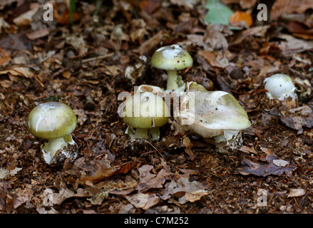 Deathcap Pilz, Amanita Phalloides, Amanitaceae. In Buche-Wurf, Whippendell Wald, Hertfordshire. Sehr giftig. Stockfoto