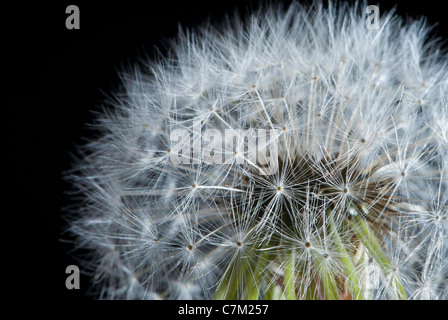 Nahaufnahme von Löwenzahn Samen Kopf [Taraxacum Officinalis] Stockfoto