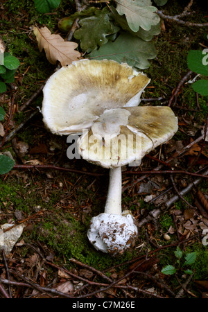 Deathcap Pilz, Amanita Phalloides, Amanitaceae. In Buche-Wurf, Whippendell Wald, Hertfordshire. Sehr giftig. Stockfoto