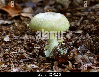 Deathcap Pilz, Amanita Phalloides, Amanitaceae. In Buche-Wurf, Whippendell Wald, Hertfordshire. Sehr giftig. Stockfoto