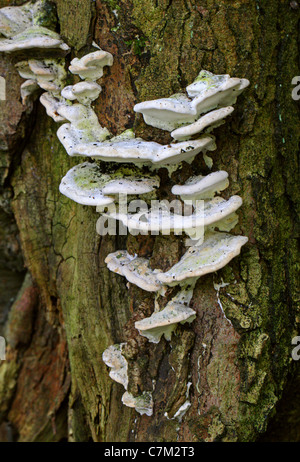 Klumpig Halterung Pilz Trametes Gibbosa, Polyporaceae. aka Pseudotrametes Gibbosa, Daedalea Gibbosa, Polyporus Gibbosus. Stockfoto