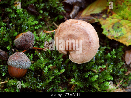 Oakbug Milkcap Pilz, Lactarius Quietus, Russulaceae. Anbau unter Eiche, Whippendell Wald, Hertfordshire. Stockfoto