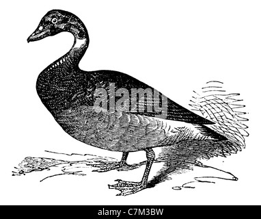 Der Brent Goose, Black Brant, Jahrgang Gravur Vintage gravierten Abbildung. Trousset Enzyklopädie (1886-1891). Stockfoto