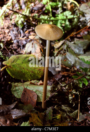 Schaft oder tiefe Wurzel Pilz, Xerula Radicata (Oudemansiella Radicata), Physalacriaceae Verwurzelung. Stockfoto