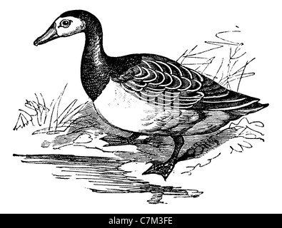 Weißwangengans (Branta Leucopsis), gravierte Vintage Illustration. Trousset Enzyklopädie (1886-1891). Stockfoto