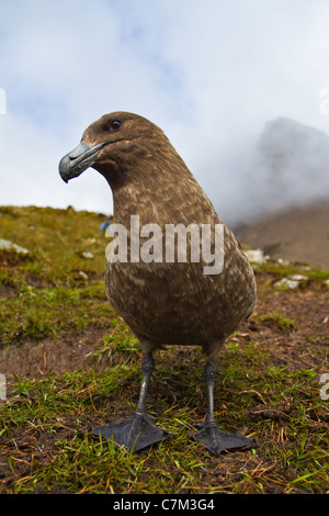 Ein Brown Skua untersucht die Kamera und Fotograf in Fortuna Bay, South Georgia Island. Stockfoto