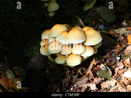 Sulphur Tuft Pilz, Grünblättriger Fasciculare, Strophariaceae Stockfoto