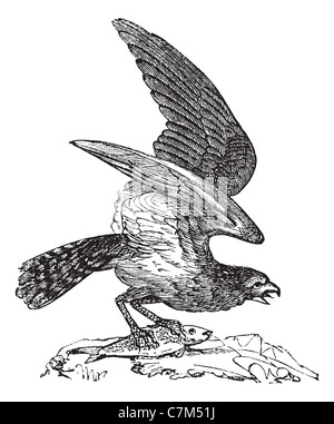 Fischadler Pandion Carolinensis, Fischadler Amerikas, graviert Vintage Illustration, Trousset Enzyklopädie (1886-1891). Stockfoto