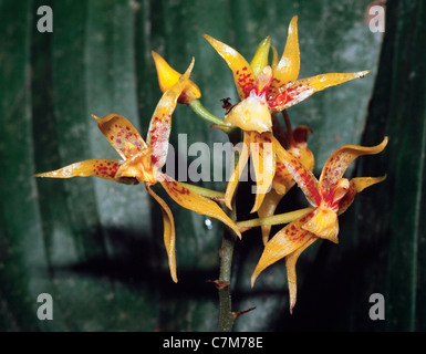 Wilde Orchidee, Plocoglottis Acuinata (BI) Sabah, Ost-Malaysia Stockfoto