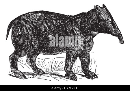 Palaeotherium, Vintage gravierten Abbildung. Trousset Enzyklopädie (1886-1891). Stockfoto