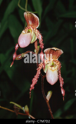 Orchidee Paphiopedilum Hybriden Sabah Stockfoto