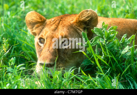 Löwin, Panthera Leo, Ngorongoro Crater, Tansania Stockfoto