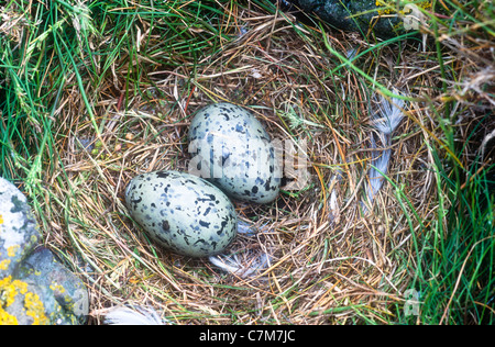 Weniger schwarz unterstützt Eiern Möve, Larus Fuscus, Nest und Eiern, Farne Islands Stockfoto