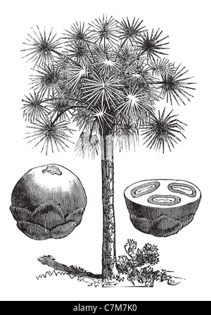 Zuckerpalme, Vintage gravierte Illustration, mit ganzen Früchten und Obst Querschnitt. Trousset Enzyklopädie (1886-1891). Stockfoto