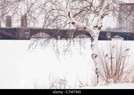 Birke auf der Esplanade Charles River und Longfellow Bridge im Hintergrund, Boston, Massachusetts, USA Stockfoto