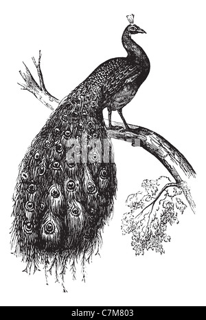 Indischen Pfauen oder blaue Pfauen oder Pavo Cristatus, graviert Vintage Illustration. Trousset Enzyklopädie (1886-1891). Stockfoto