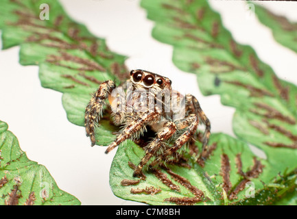 Springspinne auf der Rückseite von einem Farn Blatt zeigt Sporen Sporangien, Mulu Nationalpark, Sarawak, Borneo, Ost-Malaysia Stockfoto