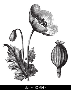 Schlafmohn oder Papaver Somniferum, graviert Vintage Illustration. Trousset Enzyklopädie (1886-1891). Stockfoto