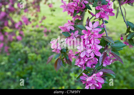 Kirschblüte im Arnold Arboretum, Jamaica Plain, Boston, Massachusetts, USA Stockfoto