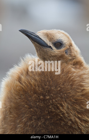 Ein junger Königspinguin, bekannt als"Eiche" steht am Strand auf Südgeorgien Insel im Südatlantik. Stockfoto