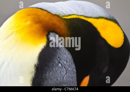 Ein Porträt von einem schlafenden König Pinguin bei Salisbury Plains, South Georgia Island. Stockfoto