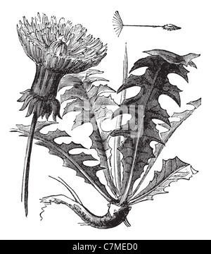 Taraxacum, Vintage gravierten Abbildung. Löwenzahn mit Blättern auf weißem Hintergrund. Trousset Enzyklopädie (1886-1891). Stockfoto