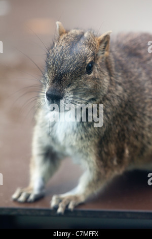 Rock Cavia (Kerodon Rupestris). Kölner Zoo. Eingeborener nach NE Brasilien, Südamerika. Stockfoto