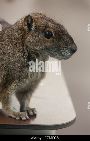 Rock Cavia (Kerodon Rupestris). Kölner Zoo. Eingeborener nach NE Brasilien, Südamerika. Stockfoto