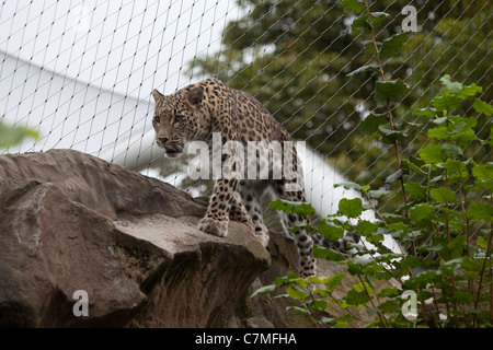 Persischer Leopard (Panthera Pardus Saxicolor). Apropos Inter Zoo Zuchtprogramm. Vom Aussterben bedrohte Unterart. Köln Stockfoto