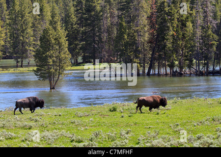 American Bison Bison Bison, in das Lamar Valley, Yellowstone-Nationalpark, Wyoming. Stockfoto