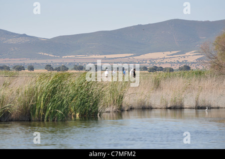 Parque Nacional de Las Tablas de Daimiel Castilla Spanien Stockfoto