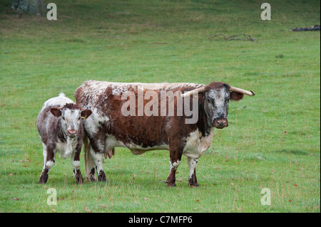 Longhorn Kuh und Kalb in der Grafschaft Oxfordshire. Großbritannien Stockfoto