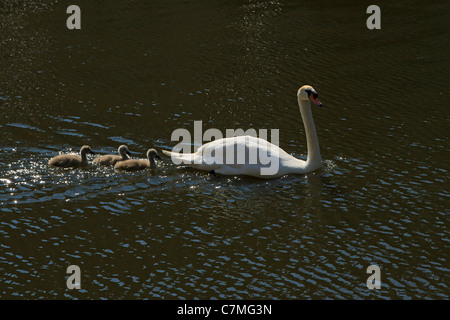 Höckerschwan, Cygnus Olor, Schwimmen mit drei Cygnets nach. Stockfoto