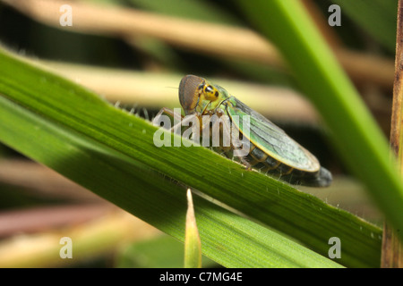 Brennnessel Leafhopper (Eupteryx Aurata) Stockfoto