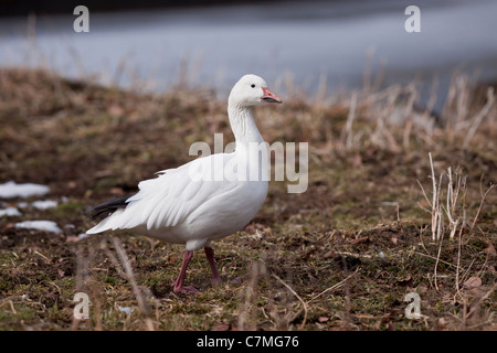 Schneegans Stockfoto