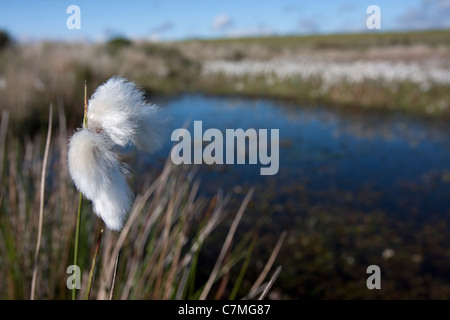 Wollgras (Wollgras Angusti Folium) wächst auf Mooren, Gower Peninsula, South Wales Stockfoto