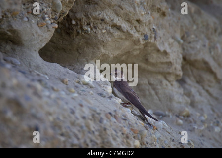 Uferschwalbe Stockfoto