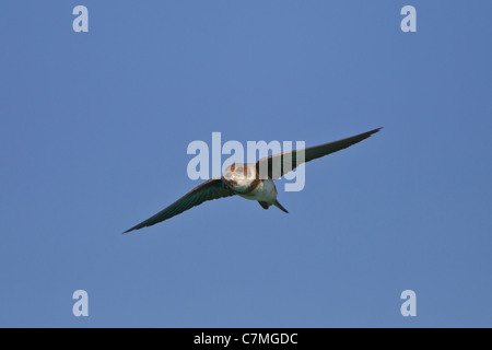 Uferschwalbe Stockfoto