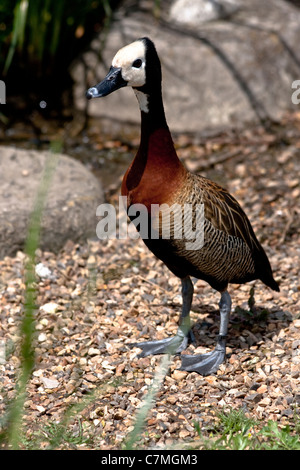 Wetland Centre, Barnes, Richmond Upon Thames, Großbritannien Stockfoto