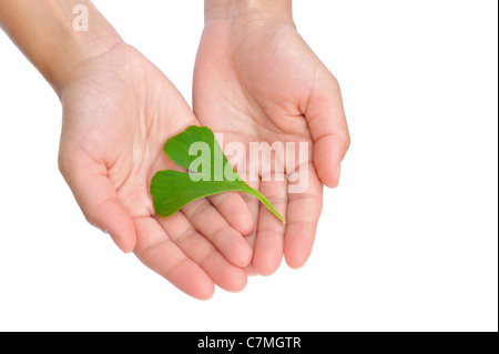 Hände der jungen Frau mit Ginkgo-Blatt - isoliert - Homöopathie Stockfoto